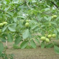 供應(yīng)：核桃苗、棗苗、櫻桃苗