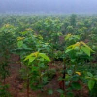 山東泰安櫻桃苗