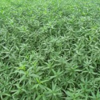 500萬桃苗便宜出售了