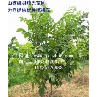 供應(yīng)優(yōu)質(zhì)“香玲”核桃苗，山西核桃苗，核桃苗