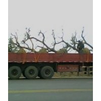 3-8公分蘋果樹棗樹桃樹花椒苗核桃苗