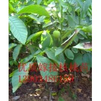 山西核桃苗 核桃苗價(jià)格 香玲核桃苗 嫁接核桃苗批發(fā)