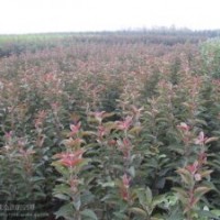 供應蘋果苗.海棠苗