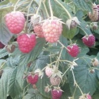 樹(shù)莓 樹(shù)莓苗 雙季樹(shù)莓 樹(shù)莓種植燈籠果苗藍(lán)莓苗