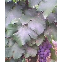 供應(yīng)3公分葡萄苗，4公分葡萄苗，6公分葡萄苗，8公分葡萄苗