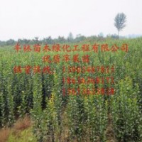 經(jīng)濟苗木生產(chǎn)基地