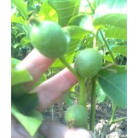 供應品種核桃苗/專業(yè)訂購核桃苗