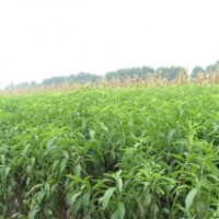 【山西永忠苗木】蘋果苗 核桃苗 櫻桃苗 桃樹苗 山桃（杏）苗 李