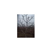 巨額供核桃苗|嫁接的核桃苗|核桃樹(shù)|品種核桃苗