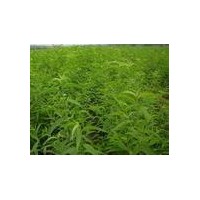 山桃苗 桃樹苗
