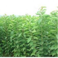 蘋果苗 蘋果苗品種齊全蘋果苗