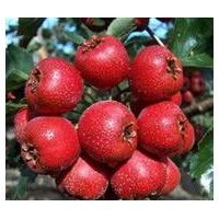 優(yōu)質(zhì)超大金星山楂苗