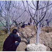 長期供應(yīng)3-10公分占地山楂樹 櫻桃樹 蘋果樹