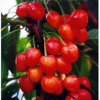 櫻桃苗，嫁接櫻桃苗價格，櫻桃苗基地