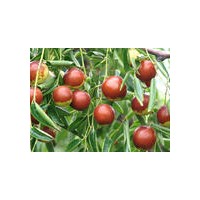 棗樹苗、棗樹實生苗價格