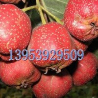 低價(jià)供山楂苗