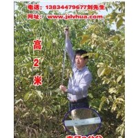 供應(yīng)二年以上的清香核桃苗大樹50萬株!!