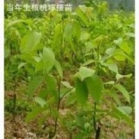 供應核桃苗，嫁接核桃苗