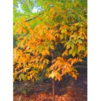 供應(yīng)胸徑8-20公分小糙皮山核桃綠化樹