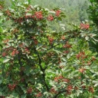 供應(yīng)大紅袍花椒苗，山西花椒苗