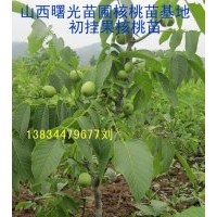 當(dāng)年掛果核桃苗！山西核桃苗！