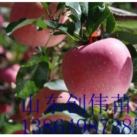 梨樹苗，蘋果苗，桃樹苗，柿子苗，山楂苗