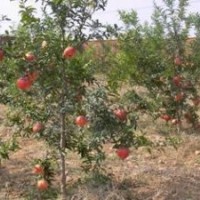 3公分石榴樹 叢生石榴樹 石榴樹定植管理