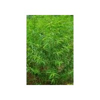 桃樹苗 核桃苗,皂角苗