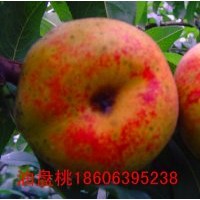 果樹苗，蘋果苗，柿子苗，山楂苗大櫻桃苗