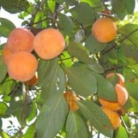 供應(yīng)15公分柿子樹 18公分柿子樹 20公分柿子樹價格