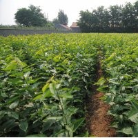 山東高 中 低檔大櫻桃苗