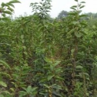 早櫻 晚櫻 櫻花樹苗 櫻花小苗 供應櫻花樹苗