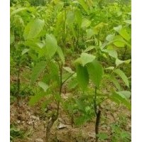 供應(yīng)山西核桃苗 成品核桃苗 實(shí)生核桃苗