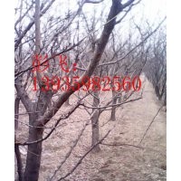 供應5公分桃樹6公分柿子樹7公分杏樹8公分核桃樹
