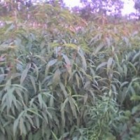 （山、毛）桃、山杏、杜梨、核桃、軟棗、酸棗、山楂