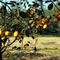 柿子樹圖片，柿子樹價格，柿子樹供應(yīng)