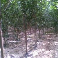 售1--4公分石榴樹(shù)