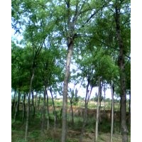 30萬(wàn)蘋果苗，山楂樹(shù)苗，國(guó)槐