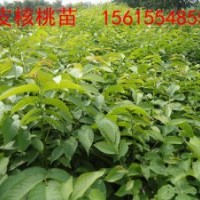 薄皮核桃苗，薄皮核桃苗價格
