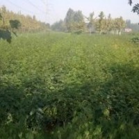 供應(yīng)花椒苗 大紅袍花椒苗 山西花椒苗 大紅袍花椒苗價(jià)格