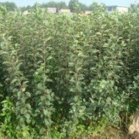 大金星山楂 山楂的功效與作用 喝山楂水的功效