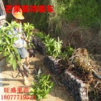 大量批發(fā)蓮霧苗 無核荔枝 桂味荔枝 四季芒 青皮芒 金煌芒 木菠蘿