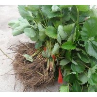 草莓苗哪里有？草莓苗什么價(jià)格，供應(yīng)草莓苗