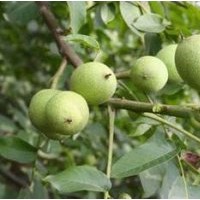 供應(yīng)青皮核桃哪里有運(yùn)城青皮核桃價(jià)格