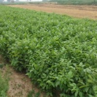 大量供應(yīng)各種規(guī)格核桃苗