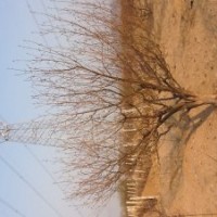 信杰八棱海棠苗木基地