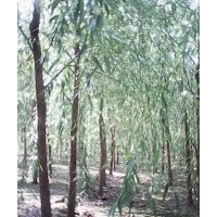 大量出售各種規(guī)格，垂柳
