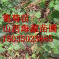 巨峰葡萄苗價(jià)格黑提葡萄苗價(jià)格品種葡萄苗價(jià)格