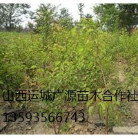 梨樹出售、2-3公分梨樹、梨樹苗大量供應(yīng)