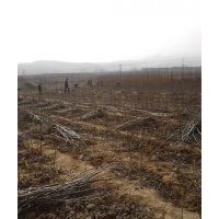 供應(yīng)核桃苗*2013核桃苗價格